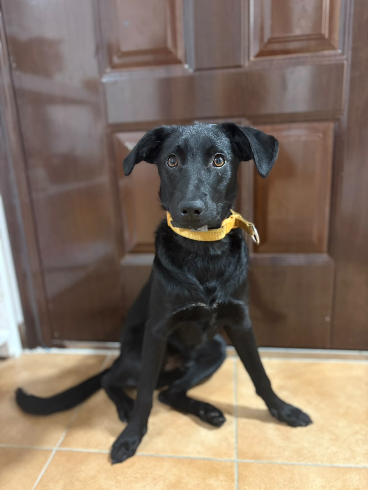 Crypto — Rescued Mladenovac, Serbia